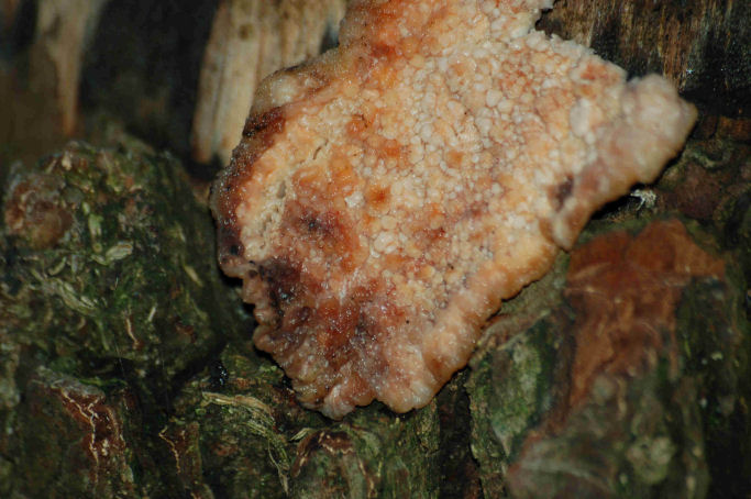 Phlebia rufa